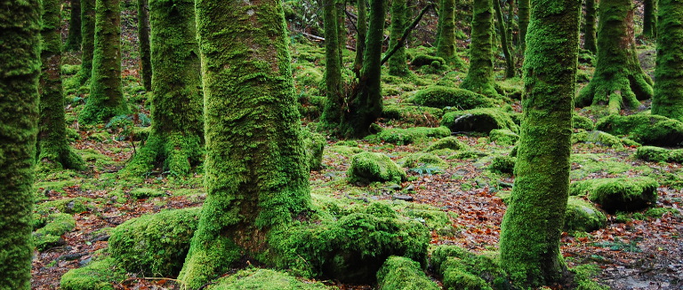 bosque_egia