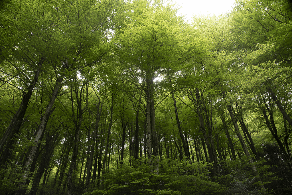 paraweb-oroz_1024x684